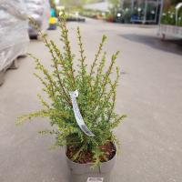 Можжевельник чешуйчатый Лодери (Juniperus squamata Loderi), H20-25  C2